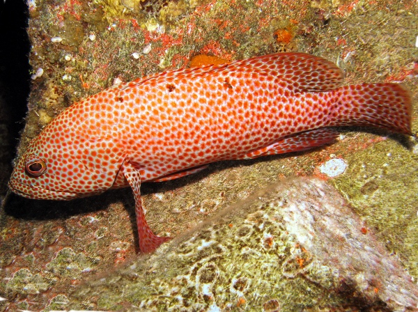 ภาพ ปลากะรัง cruentata (Cephalopholis cruentata)