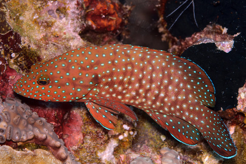 ภาพ ปลากะรังจุดน้ำเงิน (Cephalopholis cyanostigma)