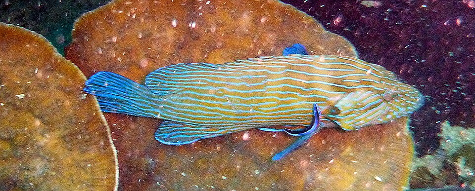ภาพ ปลากะรังท้องกำปั่น (Cephalopholis formosa)