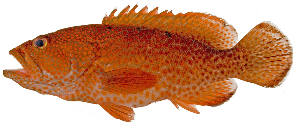 ภาพ ปลากะรัง fulva (Cephalopholis fulva)