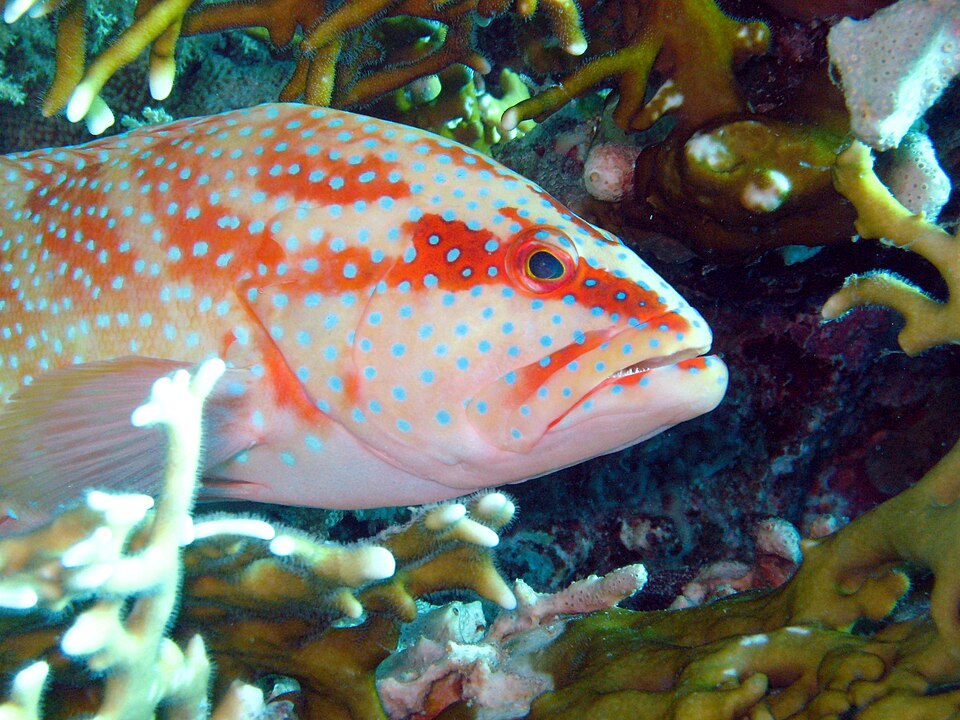 ภาพ ปลากะรัง hemistiktos (Cephalopholis hemistiktos)
