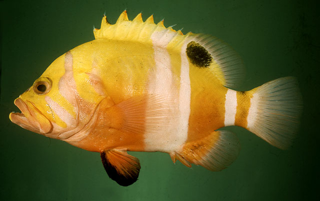 ภาพ ปลากะรัง igarashiensis (Cephalopholis igarashiensis)