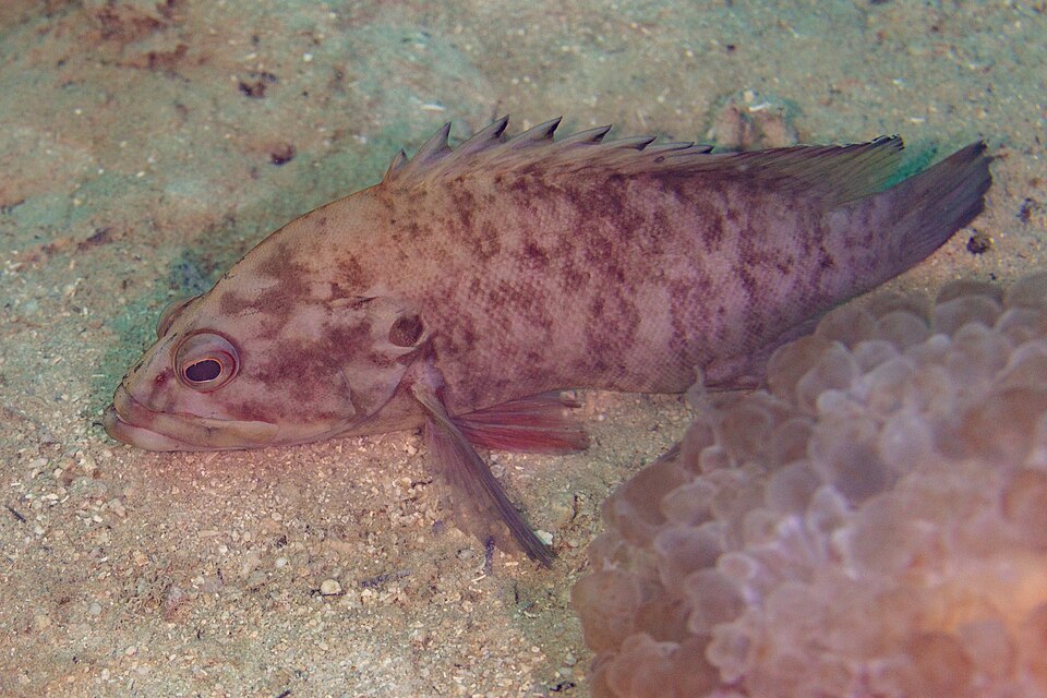 ภาพ ปลากะรังลายเสือดาว (Cephalopholis leopardus)