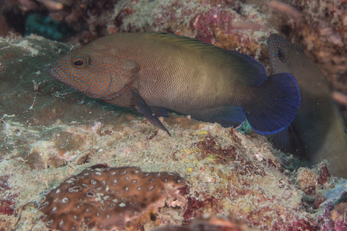 ภาพ ปลากะรังน้ำเงิน (Cephalopholis microprion)