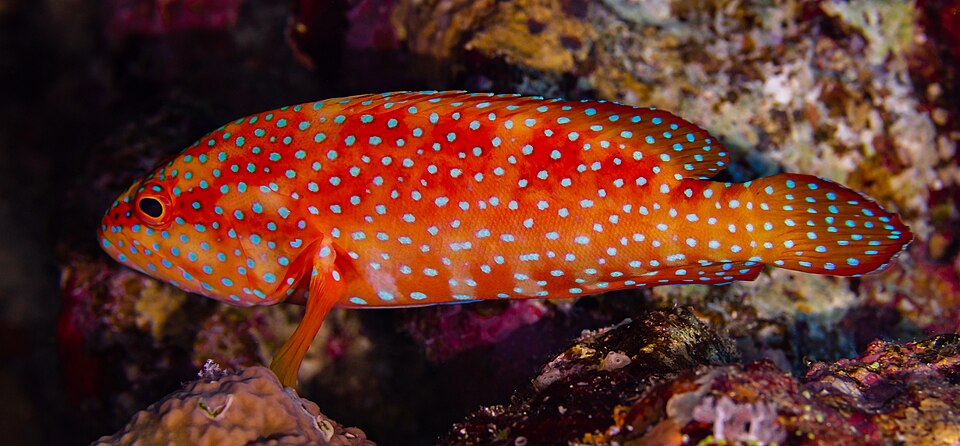 ภาพ ปลากะรังแดงจุดฟ้า (Cephalopholis miniata)