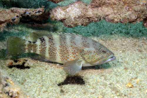 ภาพ ปลากะรัง nigri (Cephalopholis nigri)