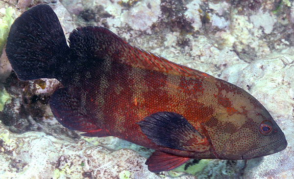 ภาพ ปลากะรังลายบั้งปะการัง (Cephalopholis nigripinnis)