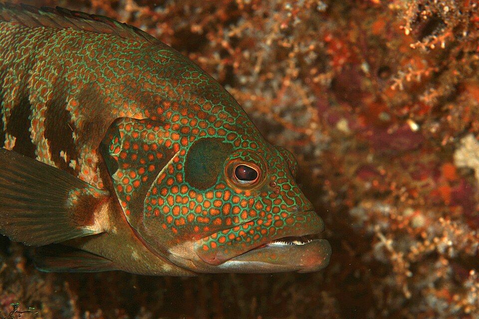 ภาพ ปลากะรังแปซิฟิก (Cephalopholis panamensis)