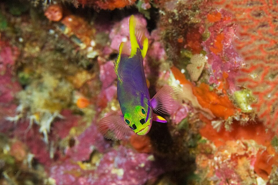 ภาพ ปลากะรังน้ำเงินลายเส้น (Cephalopholis polleni)