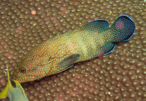 ภาพ ปลากะรังดาว (Cephalopholis polyspila)