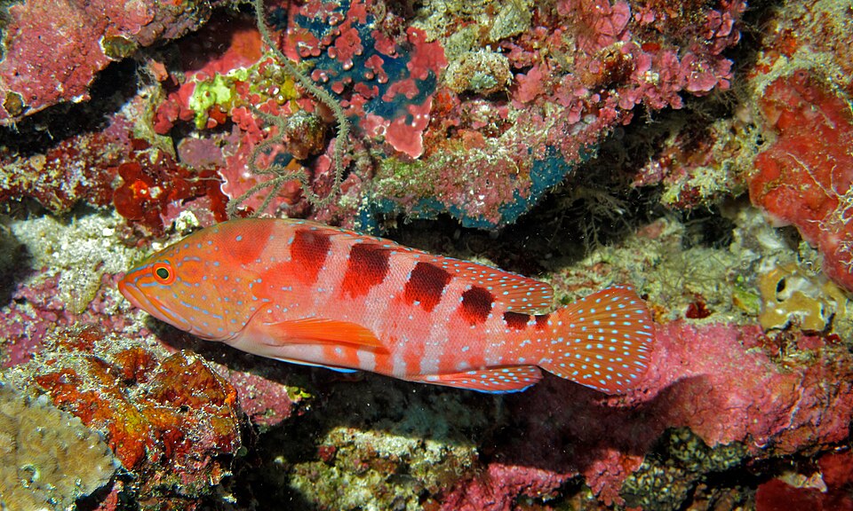 ภาพ ปลากะรัง sexmaculata (Cephalopholis sexmaculata)