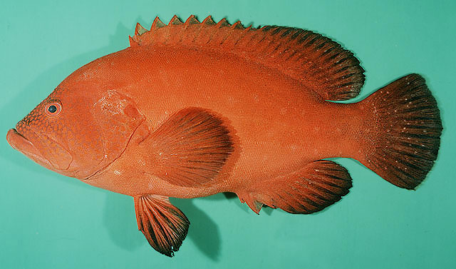 ภาพ ปลากะรังส้มลายจุด (Cephalopholis sonnerati)