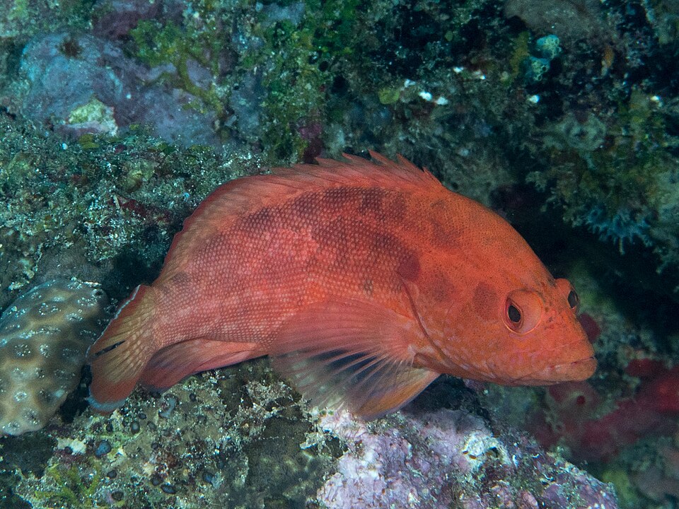 ภาพ ปลากะรังส้ม (Cephalopholis spiloparaea)