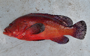 ภาพ ปลากะรังน้ำเงินลายจุด (Cephalopholis taeniops)
