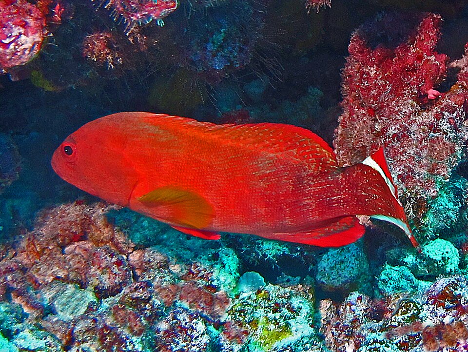 ภาพ ปลากะรังลายบั้งปะการัง (Cephalopholis urodeta)