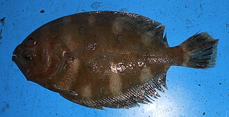 ภาพ ปลา ventrocellatus (Cephalopsetta ventrocellatus)