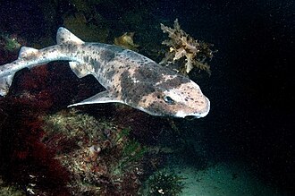 ภาพ ปลา laticeps (Cephaloscyllium laticeps)