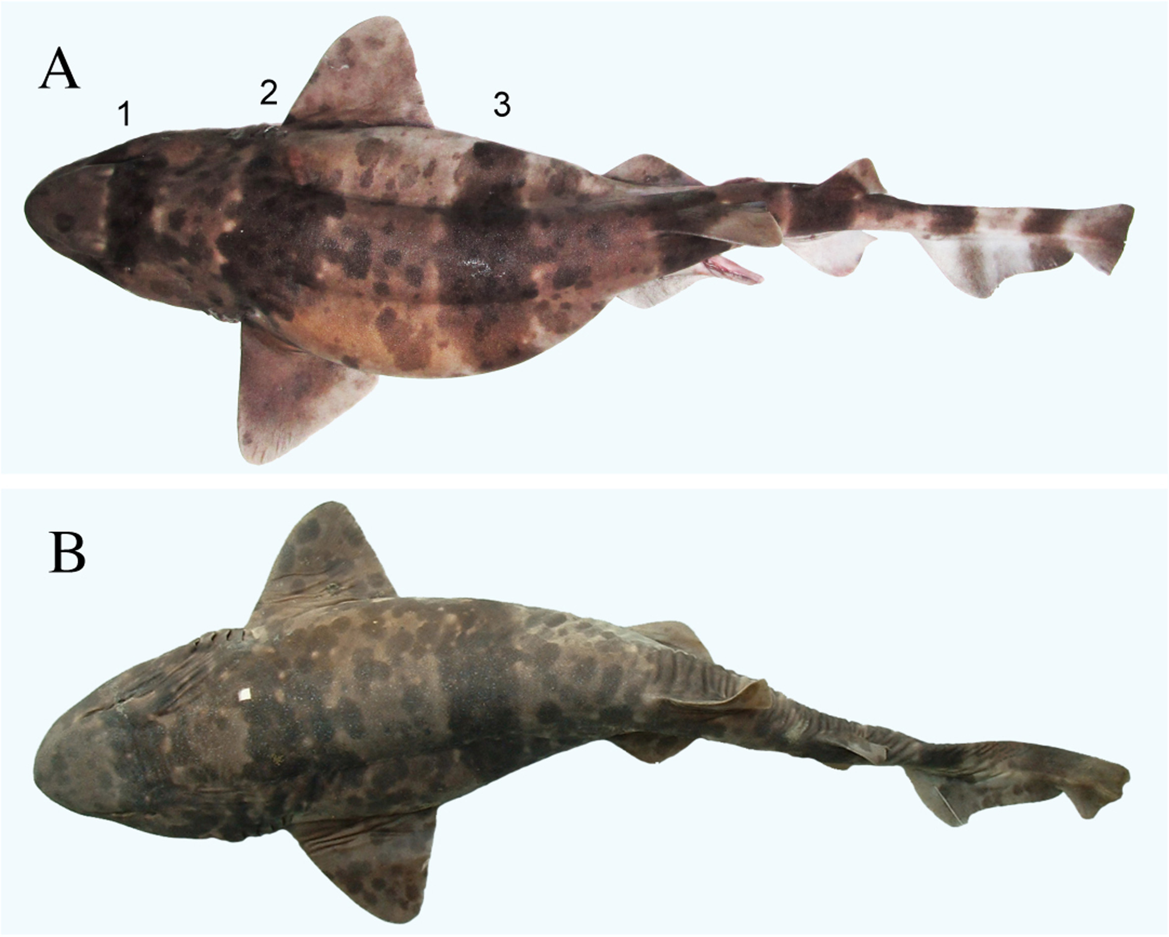 ภาพ ปลา umbratile (Cephaloscyllium umbratile)