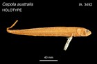 ภาพ ปลา australis (Cepola australis)