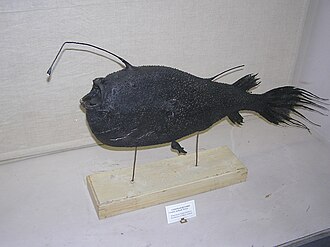 ภาพ ปลา holboelli (Ceratias holboelli)
