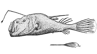 ภาพ ปลา tentaculatus (Ceratias tentaculatus)