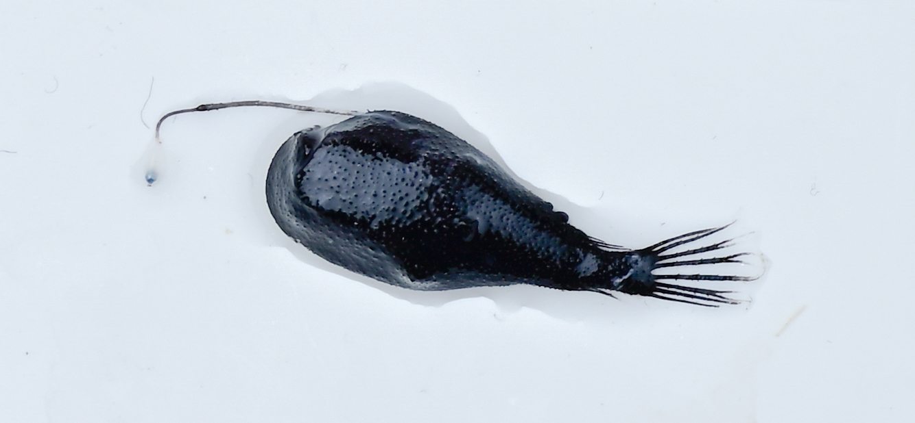 ภาพ ปลา uranoscopus (Ceratias uranoscopus)