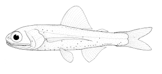 ภาพ ปลา warmingii (Ceratoscopelus warmingii)