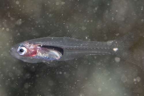 ภาพ ปลาอมไข่ cladara (Cercamia cladara)