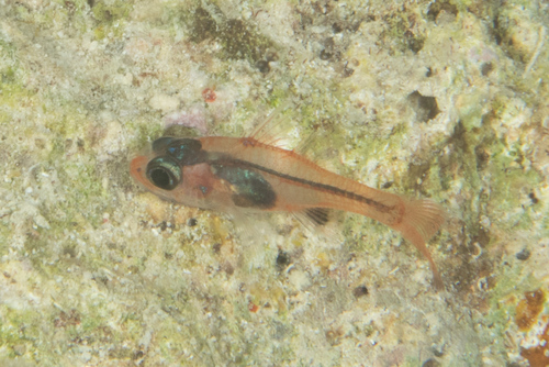 ภาพ ปลาอมไข่ eremia (Cercamia eremia)