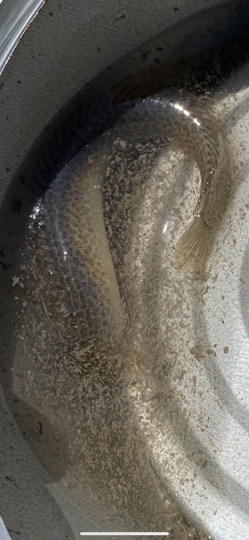 ภาพ ปลาบู่ไฟลายจุดบู่ (Cerdale ionthas)