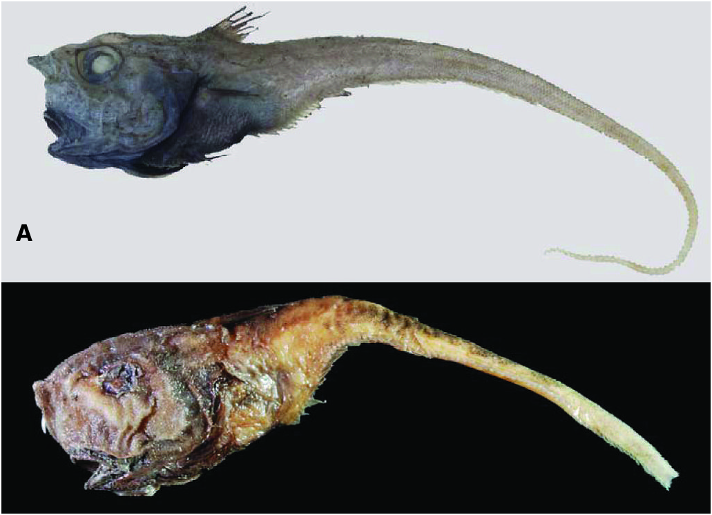 ภาพ ปลา globiceps (Cetonurus globiceps)
