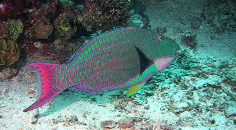 ภาพ ปลานกแก้วสองสี (Cetoscarus bicolor)