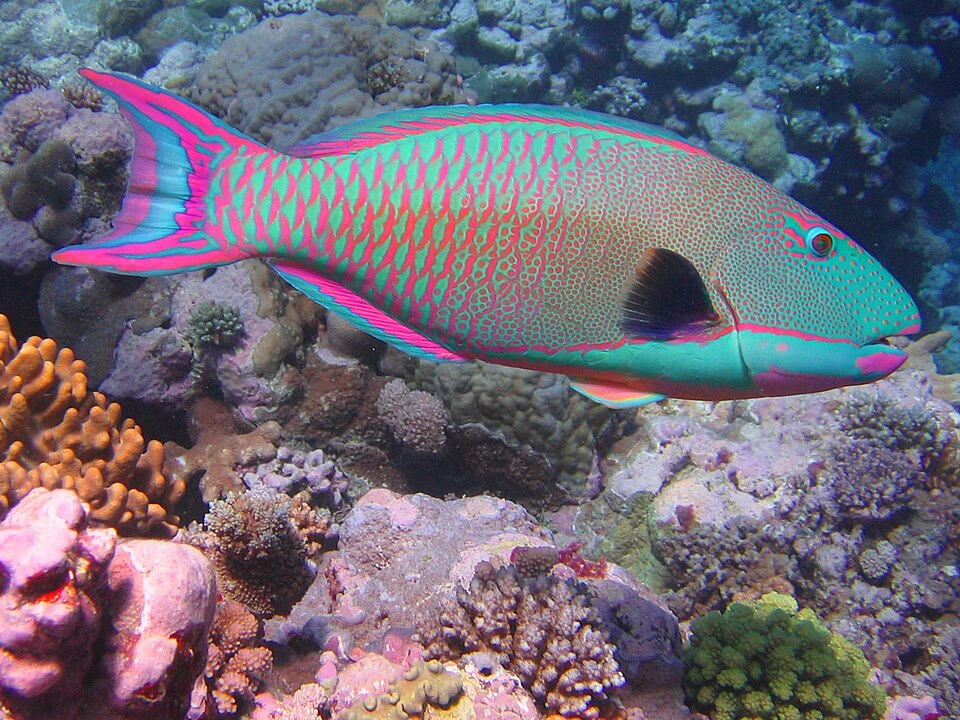 ภาพ ปลานกแก้วสองสี (Cetoscarus ocellatus)