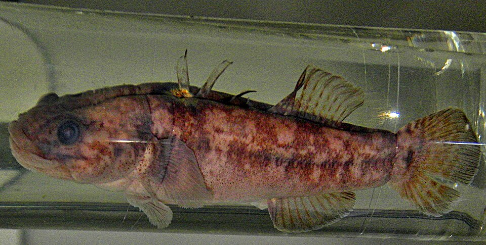 ภาพ ปลาบู่บู่ (Chaenogobius annularis)