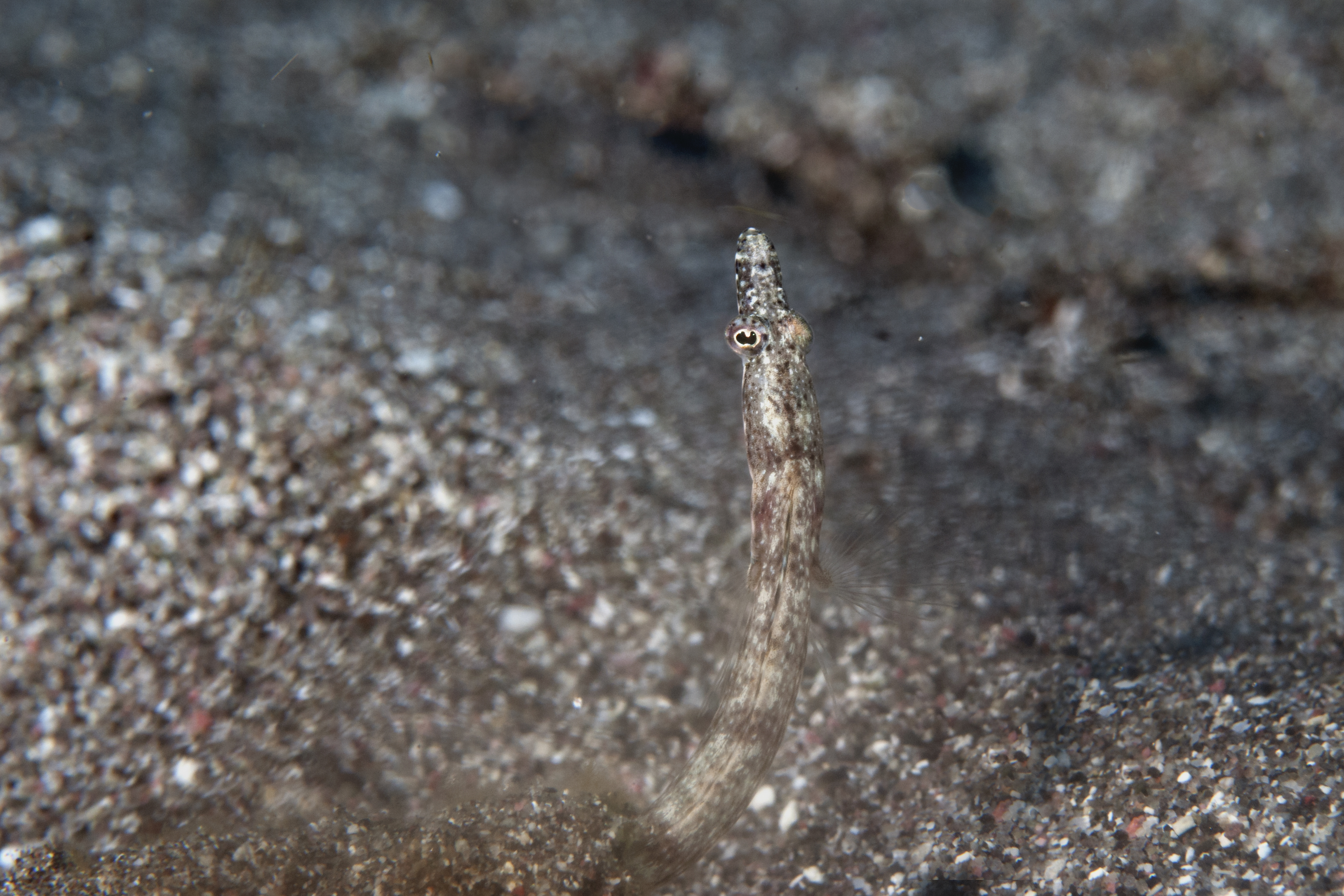 ภาพ ปลา limbaughi (Chaenopsis limbaughi)
