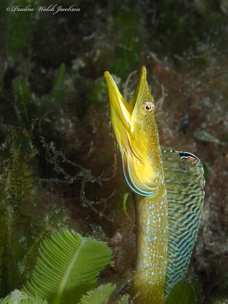 ภาพ ปลา ocellata (Chaenopsis ocellata)