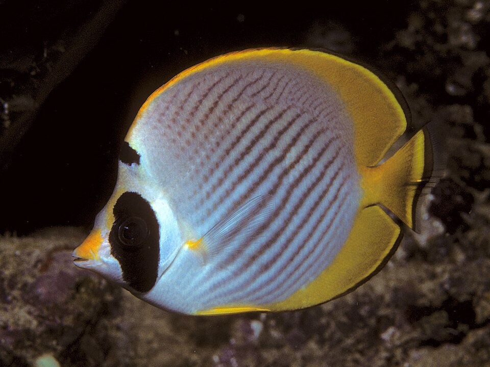 ภาพ ปลาผีเสื้อ adiergastos (Chaetodon adiergastos)