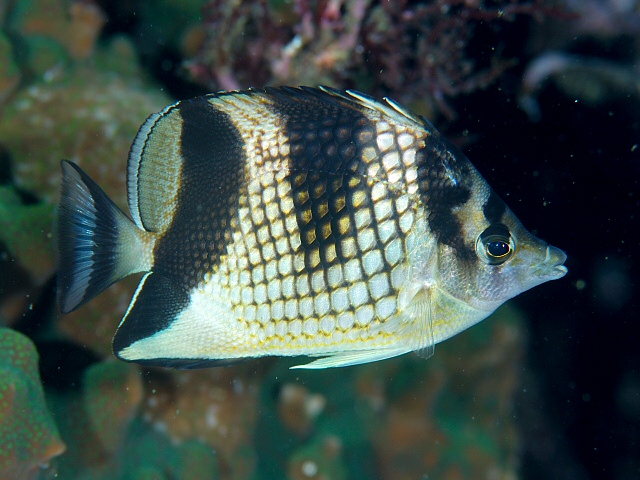 ภาพ ปลาผีเสื้อ argentatus (Chaetodon argentatus)