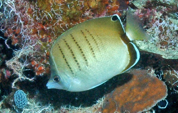ภาพ ปลาผีเสื้อ assarius (Chaetodon assarius)