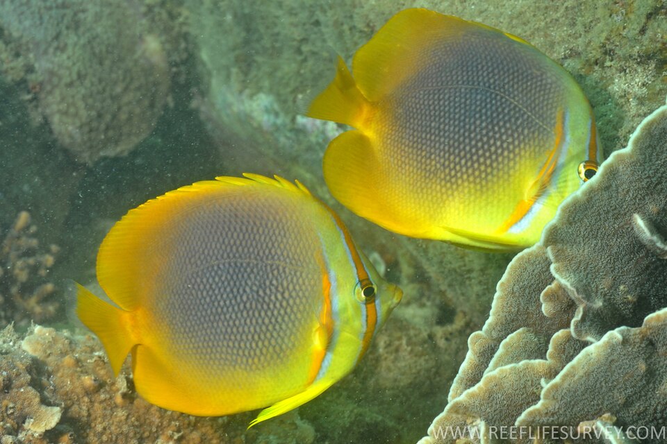 ภาพ ปลาผีเสื้อทองลายบั้ง (Chaetodon aureofasciatus)