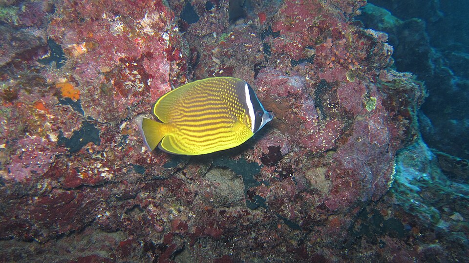 ภาพ ปลาผีเสื้อทอง (Chaetodon auripes)