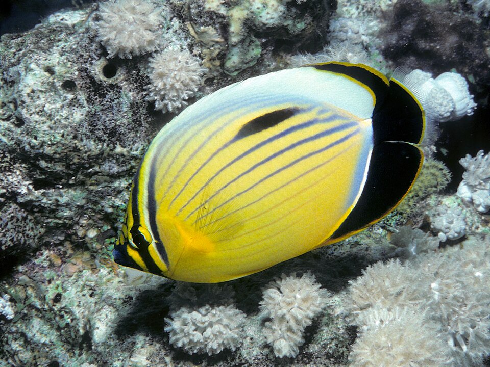 ภาพ ปลาผีเสื้อแดง (Chaetodon austriacus)