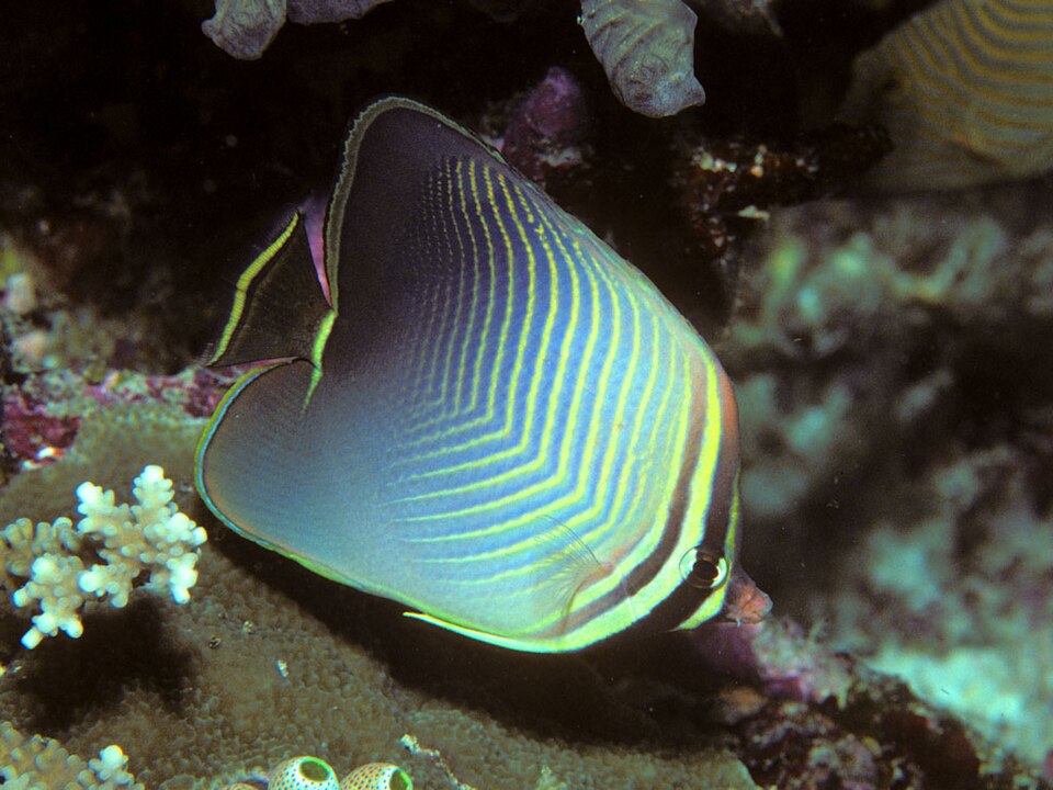 ภาพ ปลาผีเสื้อ baronessa (Chaetodon baronessa)