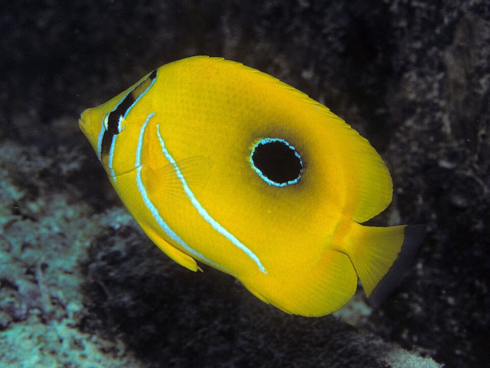 ภาพ ปลาผีเสื้อ bennetti (Chaetodon bennetti)