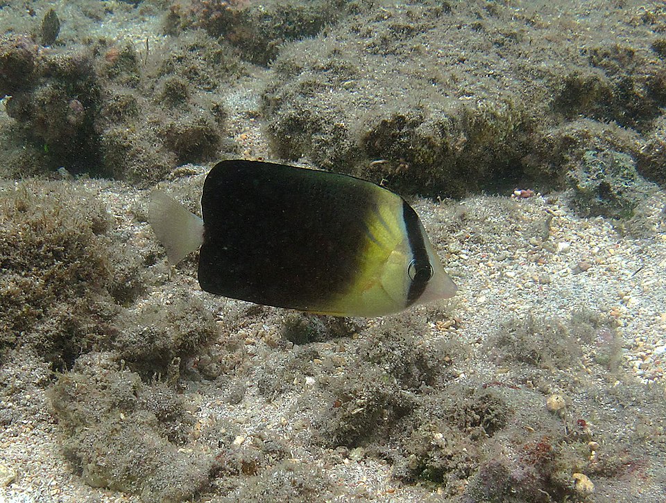 ภาพ ปลาผีเสื้อ blackburnii (Chaetodon blackburnii)