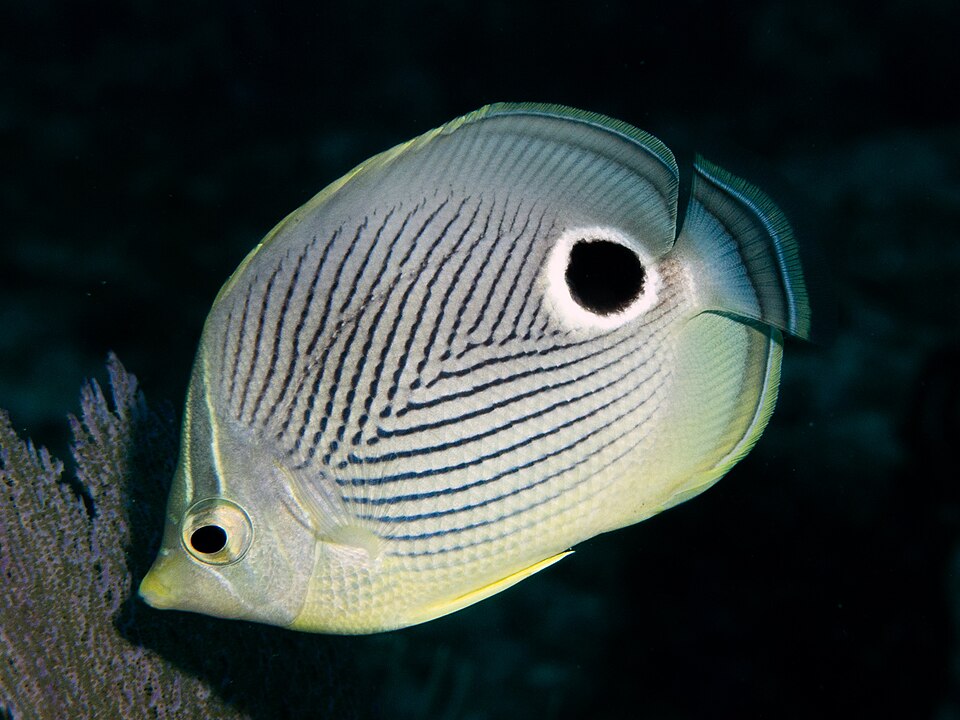 ภาพ ปลาผีเสื้อ capistratus (Chaetodon capistratus)