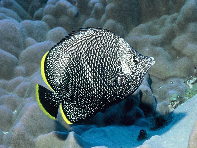 ภาพ ปลาผีเสื้อ daedalma (Chaetodon daedalma)