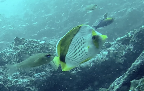 ภาพ ปลาผีเสื้อ declivis (Chaetodon declivis)