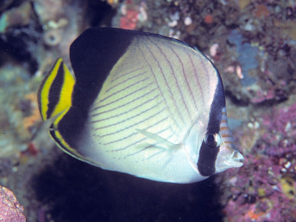 ภาพ ปลาผีเสื้อลายทแยงครีบดำ (Chaetodon decussatus)