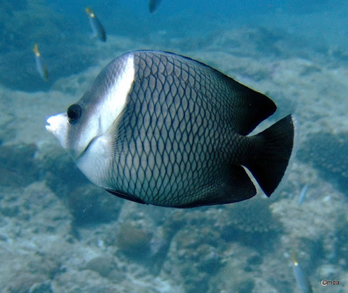 ภาพ ปลาผีเสื้อ dialeucos (Chaetodon dialeucos)